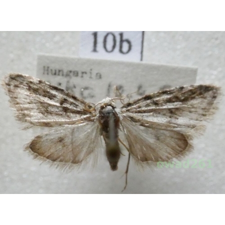 Nola cicatricalis (Treitschke, 1835) Hungaria10b